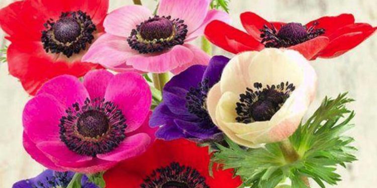 نبات شهير يُسهم في علاج “المرض القاتل”