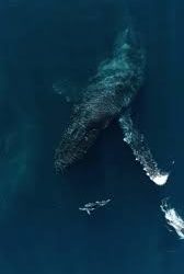 حوت يوجه تحذيرا لدلفين ازعجه .. معارك البحار + فيديو