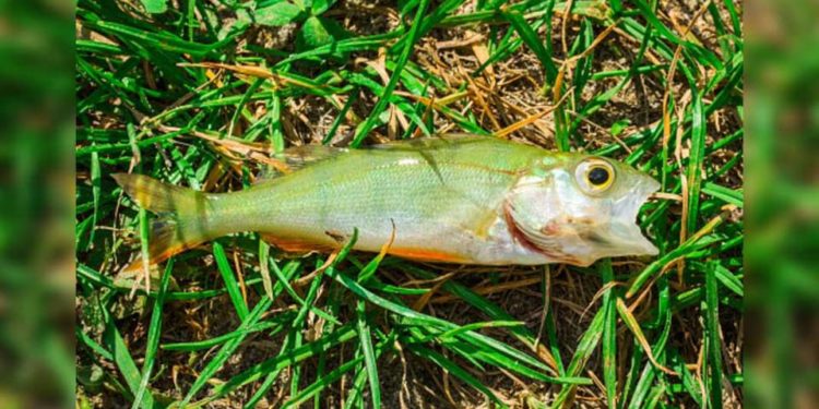 مدينة أمريكية تشهد هطول أسماك من السماء + فيديو