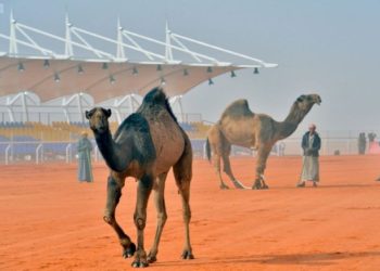 نادٍ سعودي يدعو “ملاك الإبل” لتلقيحها من كورونا