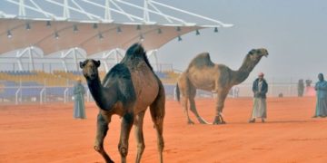 نادٍ سعودي يدعو “ملاك الإبل” لتلقيحها من كورونا