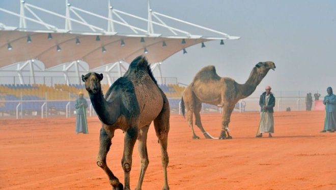 نادٍ سعودي يدعو “ملاك الإبل” لتلقيحها من كورونا