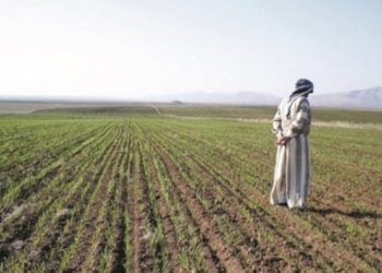 مديرية زراعة الأنبار تتخذ إجراءات لــ(مكافحة التصحر والحد من البطالة)