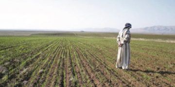 مديرية زراعة الأنبار تتخذ إجراءات لــ(مكافحة التصحر والحد من البطالة)