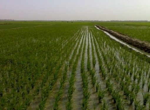 الأنبار تزرع نصف مليون شتلة من نبتة (الألوفيرا)