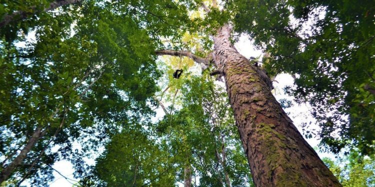 كوكب الأرض ما زال يضم (9 آلاف نوع) من الأشجار المجهولة