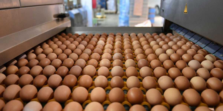 الزراعة : زيادة بمعدلات إنتاج بيض المائدة الى أكثر من 14 مليون بيضة خلال الشهر الماضي