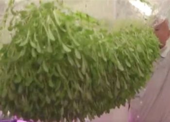 اليابان تنجح في زراعة المحاصيل بدون تربة + فيديو