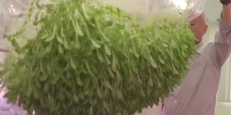 اليابان تنجح في زراعة المحاصيل بدون تربة + فيديو