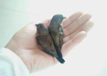 عصفور يعشش 84 يوما في شعر امرأة بريطانية