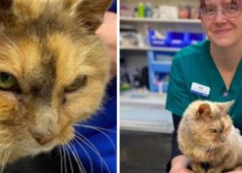 سيدة تعثر على قطتها بعد ضياع 17 عاما