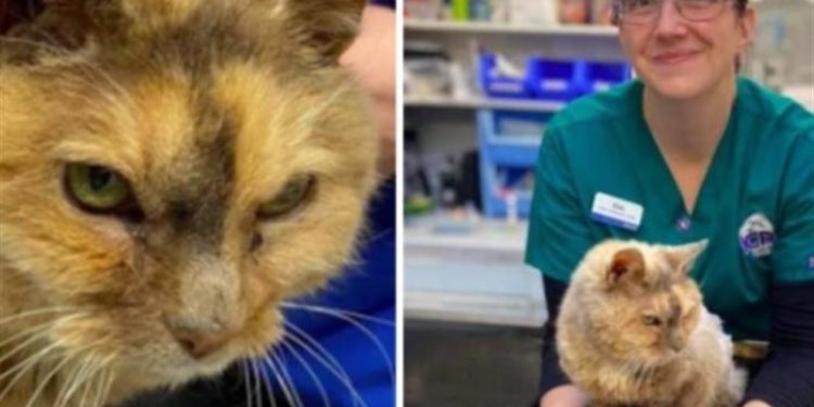 سيدة تعثر على قطتها بعد ضياع 17 عاما