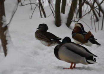 روسيا تعلن القبض على (طيور مرقمة) أطلقت من “مختبرات بيولوجية أمريكية” في أوكـــرانيا