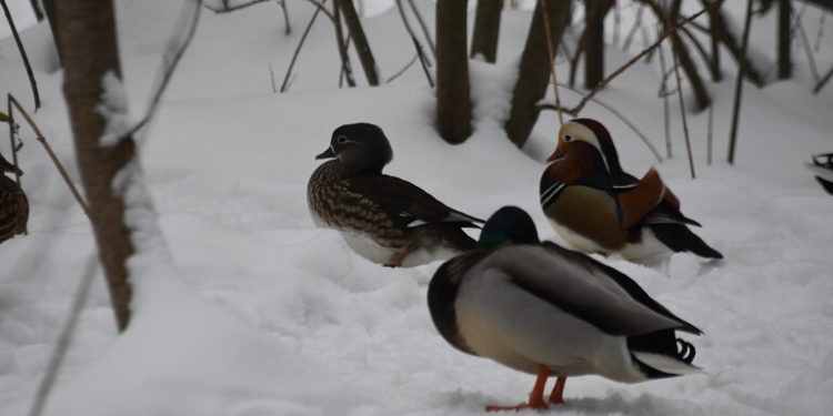 روسيا تعلن القبض على (طيور مرقمة) أطلقت من “مختبرات بيولوجية أمريكية” في أوكـــرانيا