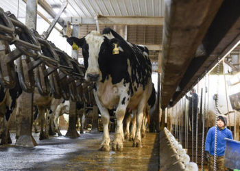 ارتفاع سريع في أسعار الحليب في العالم على خلفية النزاع في أوكرانيا