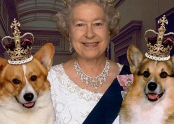 سر تنازل ملكة بريطانيا اليزابيث عن “كلابها المفضلة”