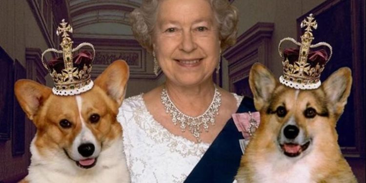 سر تنازل ملكة بريطانيا اليزابيث عن “كلابها المفضلة”