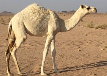 مزاد لبيع جمل نادر في السعودية‎‎ ,, سعره 7 ملايين ريال