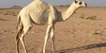 مزاد لبيع جمل نادر في السعودية‎‎ ,, سعره 7 ملايين ريال