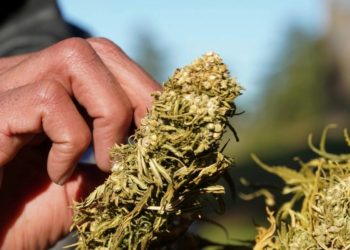 البحث عن مدانين جنائيين لبيع مخدر القنب ,, حملة توظيف غير عادية