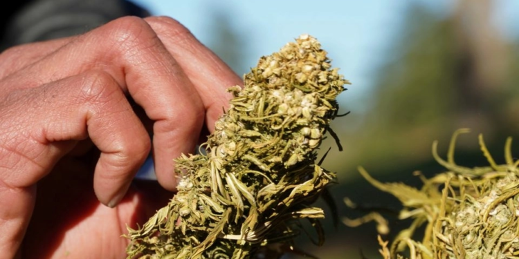 البحث عن مدانين جنائيين لبيع مخدر القنب ,, حملة توظيف غير عادية