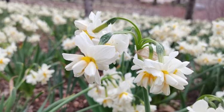 زراعة 50 مليون زهرة نرجس في كردستان العراق 