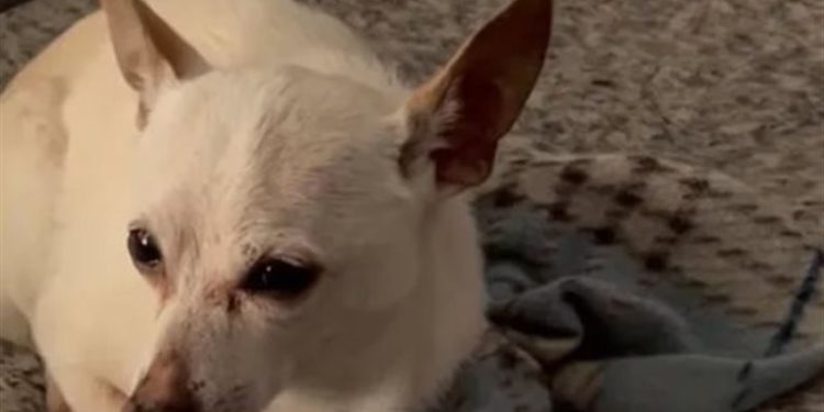 الكشف عن الكلب الأكبر سنا فـــــي العالم