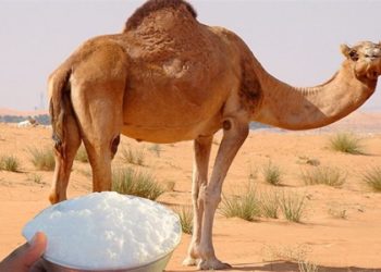 السعودية ‏تعين أول سفير في عالم الإبل