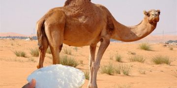 السعودية ‏تعين أول سفير في عالم الإبل