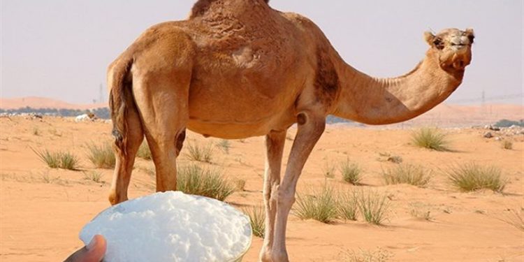 السعودية ‏تعين أول سفير في عالم الإبل