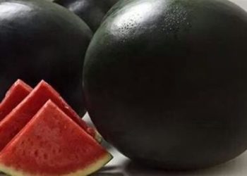 البطيخ الأسود يصل سعره إلى 6 آلاف $