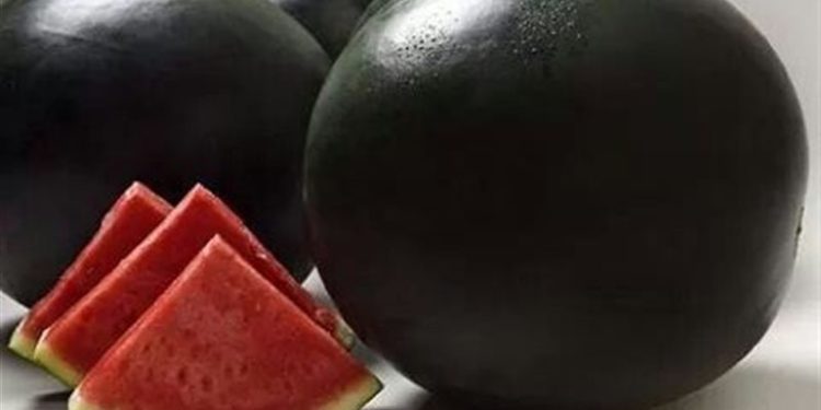 البطيخ الأسود يصل سعره إلى 6 آلاف $