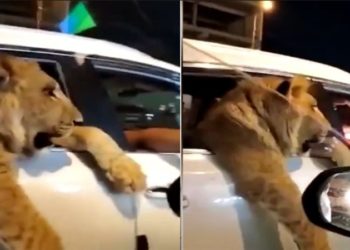 أسد يطل برأسه بين المارة ويتنزه بشوارع بغداد
