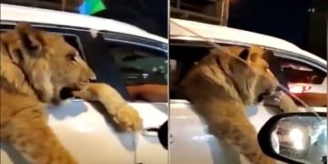 أسد يطل برأسه بين المارة ويتنزه بشوارع بغداد