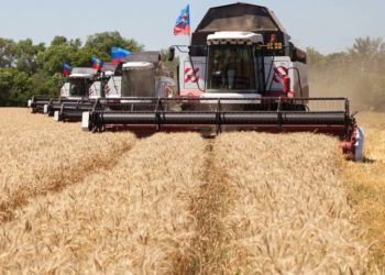 اوكرانيا تصدر كميات كبيرة من القمح رغم الغزو الروسي