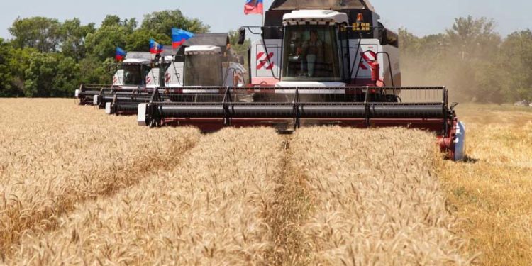اوكرانيا تصدر كميات كبيرة من القمح رغم الغزو الروسي