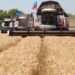 اوكرانيا تصدر كميات كبيرة من القمح رغم الغزو الروسي
