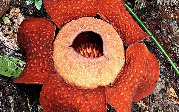 رافليسيا “الغامضة”  أكبر زهرة في العالم