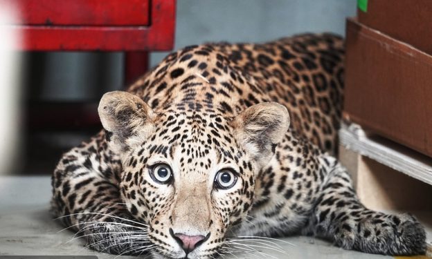 توقف إنتاج مصنع مرسيدس في الهـــــــند بسبب فهد