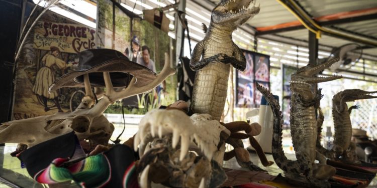 ضبط أكبر عملية تحنيط للحيوانات بأوروبا قيمتها 32 مليون$