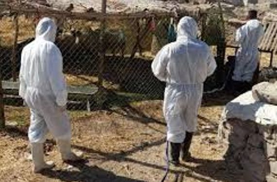 هكذا تنتقل الحمى النزفية ,, “تسخين اللحوم ينهي العدوى”