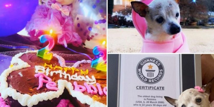 أكبر كلبة في العالم تدخـــل موسوعة جينيس