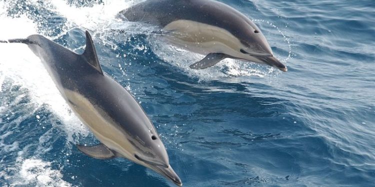 اكتشاف أنواع من الدلافين عاشت في سويسرا قبل 20 مليون عام