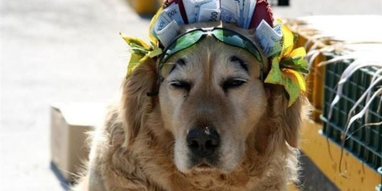 كلب بلجيكي يلتهم أموالًا سحبها صاحبه لشراء سيارة جديدة