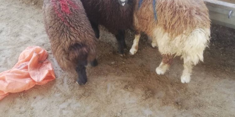 مسلخ في السليمانية يوجه نداء بشأن الحمى النزفية