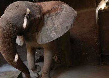 معركة قانونية في نيويورك لاعتبار فيل “شخصًا”