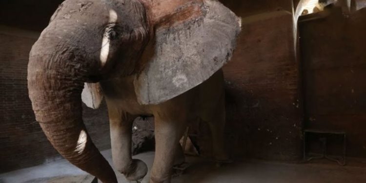 معركة قانونية في نيويورك لاعتبار فيل “شخصًا”