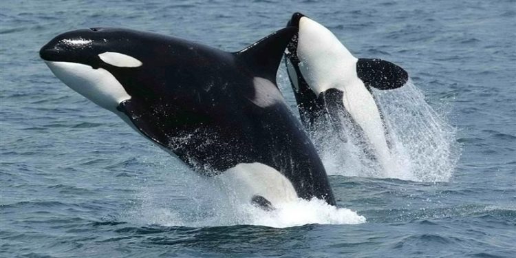 حوت قاتل يثيـــــر الرعب في فرنسا