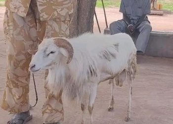 السجن لــــخروف قتل امرأة في جنوب السودان .. أرض الأساطير