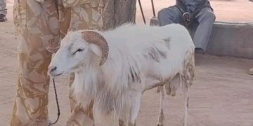 السجن لــــخروف قتل امرأة في جنوب السودان .. أرض الأساطير